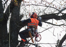 Photo of an arborist during training