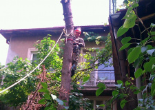 Photo of a working arborist