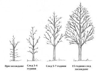 Животът на едно добре подкастряно дърво (илюстрация)