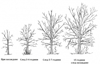 Животът на едно некастрено дърво (илюстрация)