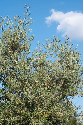 Снимка на маслиново дърво